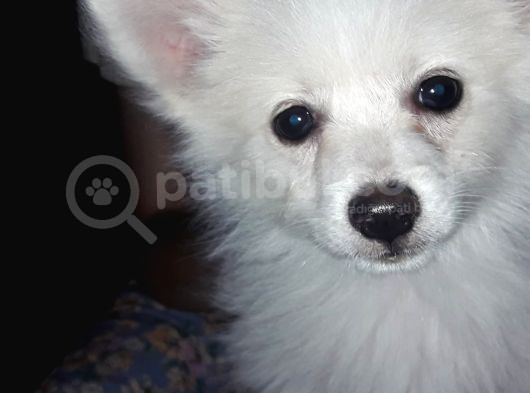 Yavru Spitz Köpek görsel