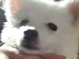Yavru Spitz Köpek