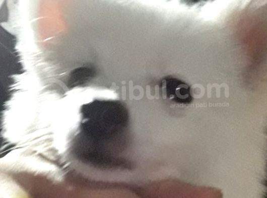 Yavru Spitz Köpek görsel