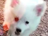 Yavru Spitz Köpek