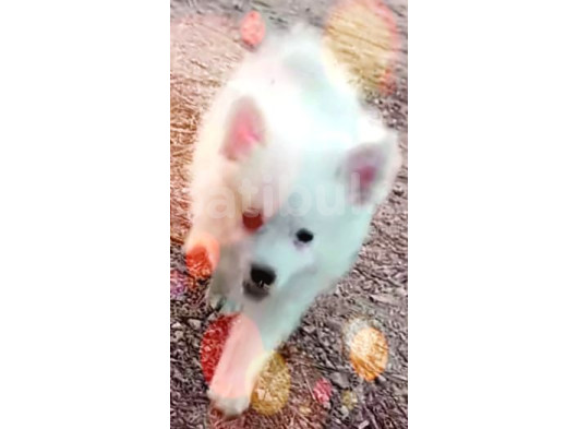 Yavru Spitz Köpek görsel