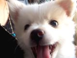 Yavru Spitz Köpek