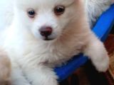 Yavru Spitz Köpek