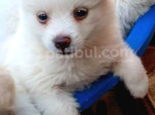 Yavru Spitz Köpek görsel