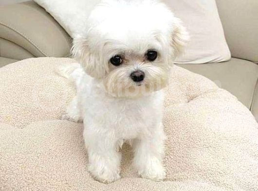 Kore Maltese Terri̇er Mama Malzeme Kampanyalı görsel