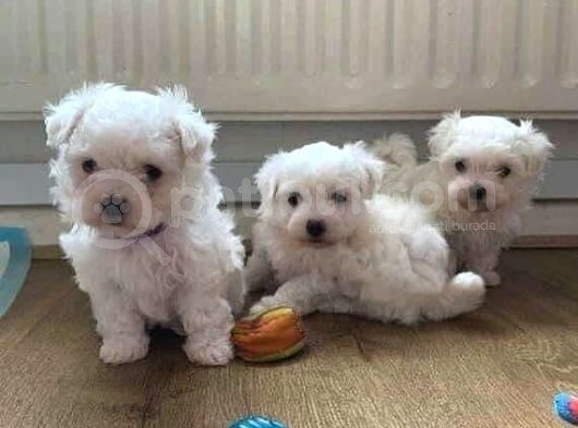 Kore Maltese Terri̇er Mama Malzeme Kampanyalı görsel
