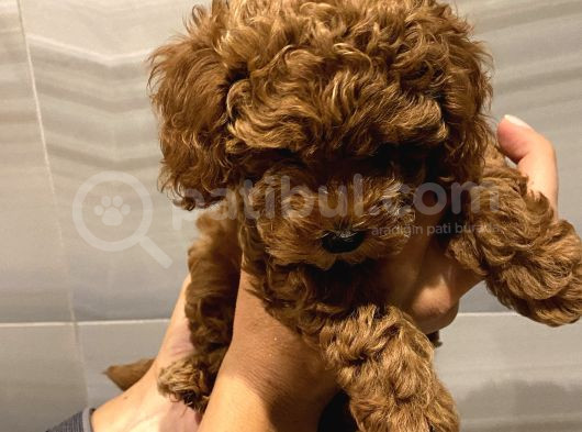 Orjinal Kore Kanı Toy Boy Bebekler görsel