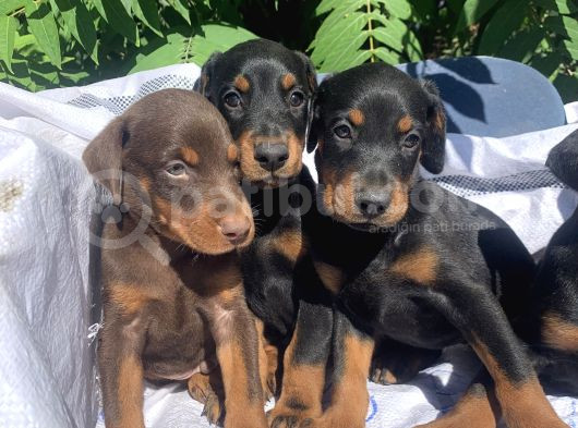 Şampiyon Soydan Doberman Yavrular görsel