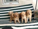 Poodle gibi kızıl maltipo yavrular