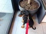 5 Aylık Doberman
