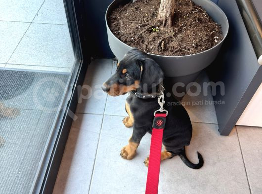 5 Aylık Doberman görsel