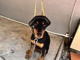 5 Aylık Doberman