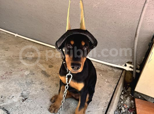 5 Aylık Doberman