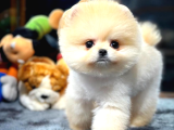 Pomeranian Boo dişi  2 aylık