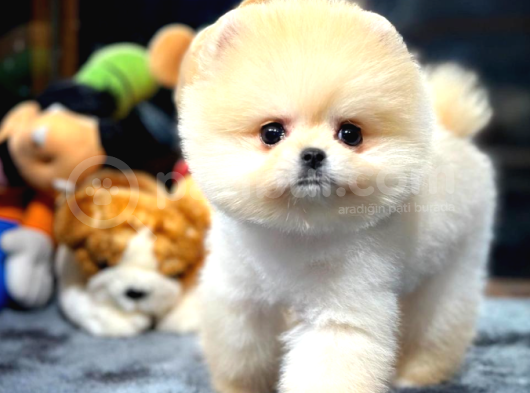 Pomeranian Boo Dişi  2 Aylık