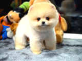 Pomeranian Boo Dişi  2 Aylık