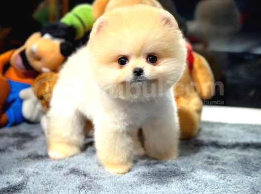 Pomeranian Boo Dişi  2 Aylık görsel