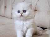 Şecereli̇ Anne Babadan Safkan Cy1133 Bri̇ti̇sh Longhai̇r