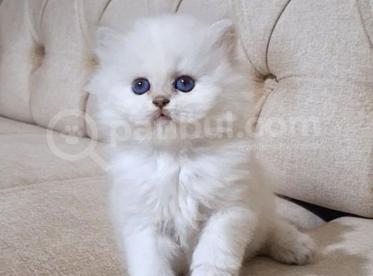 Şecereli̇ Anne Babadan Safkan Cy1133 Bri̇ti̇sh Longhai̇r görsel