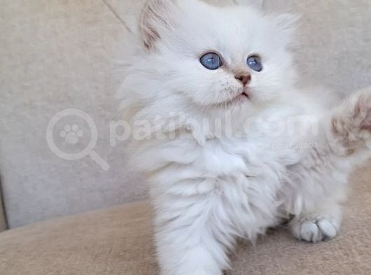 Şecereli̇ Anne Babadan Safkan Cy1133 Bri̇ti̇sh Longhai̇r görsel