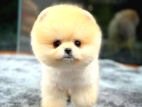 Pomeranian Boo Dişi  2 Aylık