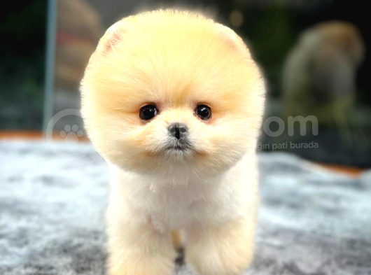 Pomeranian Boo Dişi  2 Aylık görsel