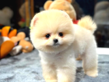Pomeranian Boo Dişi  2 Aylık