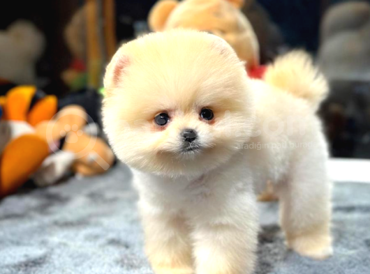 Pomeranian Boo Dişi  2 Aylık görsel