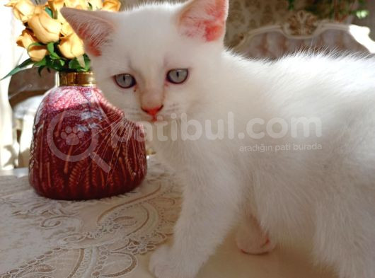 Can Dostları görsel