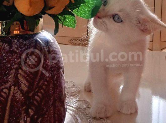 Can Dostları görsel