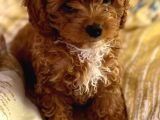 Tooy Poodle Cinsi Yavrular Dişi Erkek Mevcuttur 