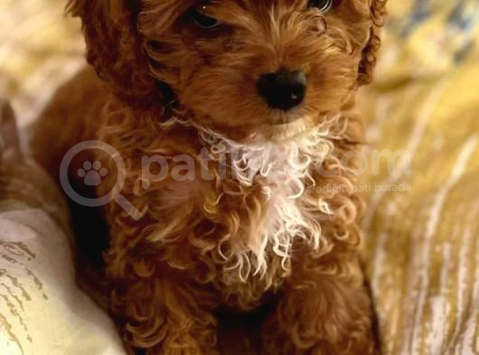 Tooy Poodle Cinsi Yavrular Dişi Erkek Mevcuttur  görsel