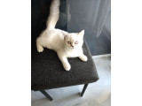 British shorthair bluepoint pamuk