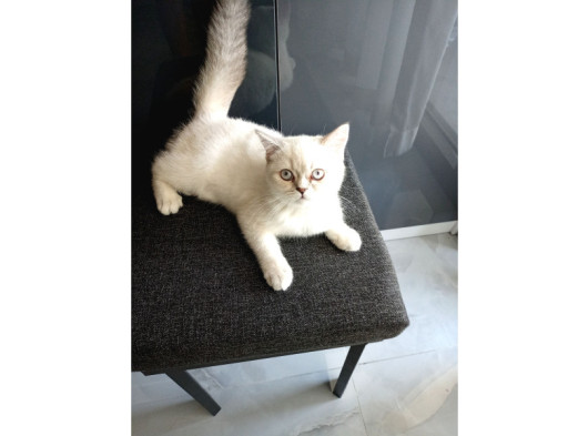 British Shorthair Bluepoint Pamuk
