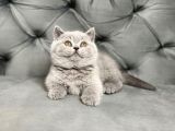 Muhteşem güzellikte gri british shorthair yavrumuz