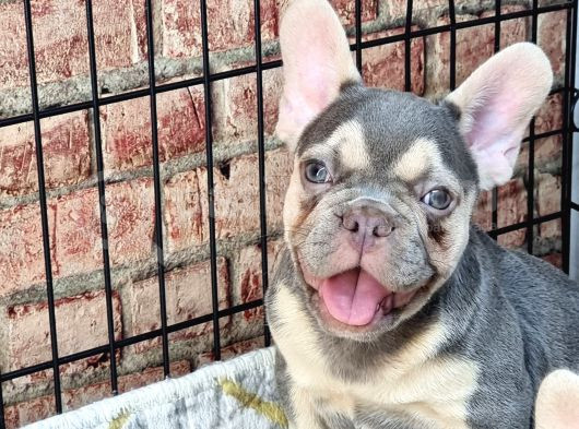 En Özel Renklerde Ve Dna Yapısında French Bulldog görsel