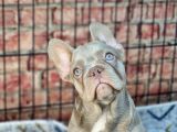 En özel renklerde ve dna yapısında french bulldog