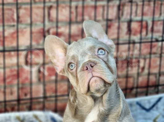 En Özel Renklerde Ve Dna Yapısında French Bulldog