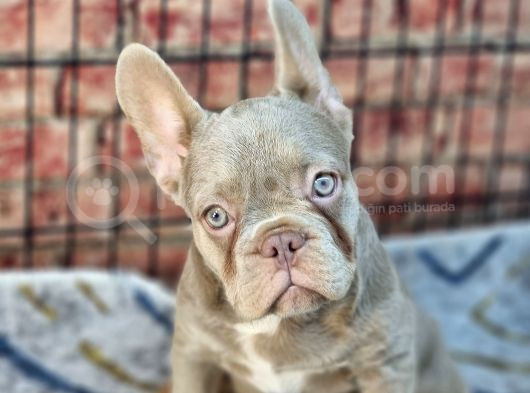 En Özel Renklerde Ve Dna Yapısında French Bulldog görsel