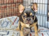 En Özel Renklerde Ve Dna Yapısında French Bulldog