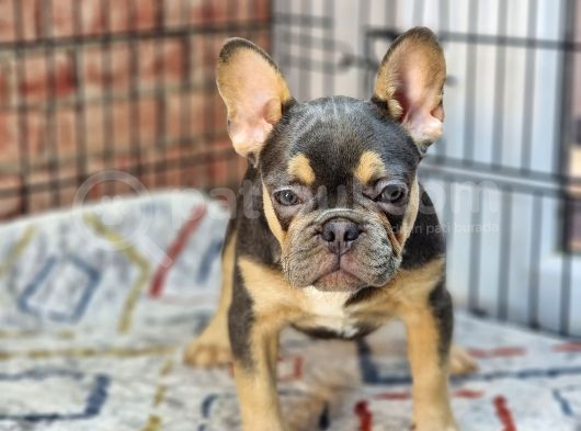 En Özel Renklerde Ve Dna Yapısında French Bulldog görsel
