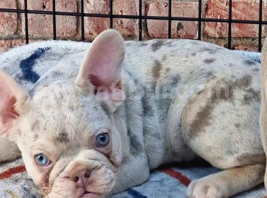 En Özel Renklerde Ve Dna Yapısında French Bulldog görsel