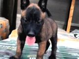 K9 Köpeği Olan Dişi Belçika Malinois Kurdu Yavrularımız