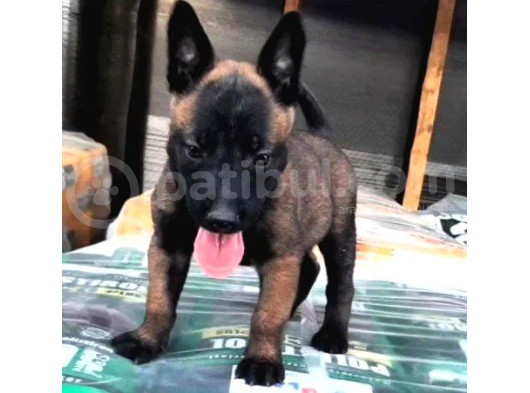 K9 Köpeği Olan Dişi Belçika Malinois Kurdu Yavrularımız