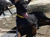 4 Aylık Estetikli Erkek Doberman