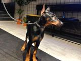 4 Aylık Estetikli Erkek Doberman