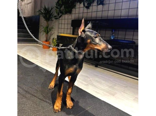 4 Aylık Estetikli Erkek Doberman