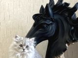 Safkan Si̇lver Bri̇ti̇sh Longhai̇r Yavrumuz
