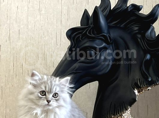 Safkan Si̇lver Bri̇ti̇sh Longhai̇r Yavrumuz görsel