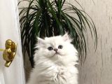 Orji̇nal Bri̇ti̇sh Longhai̇r Bebekler Her İle Gönderi̇m